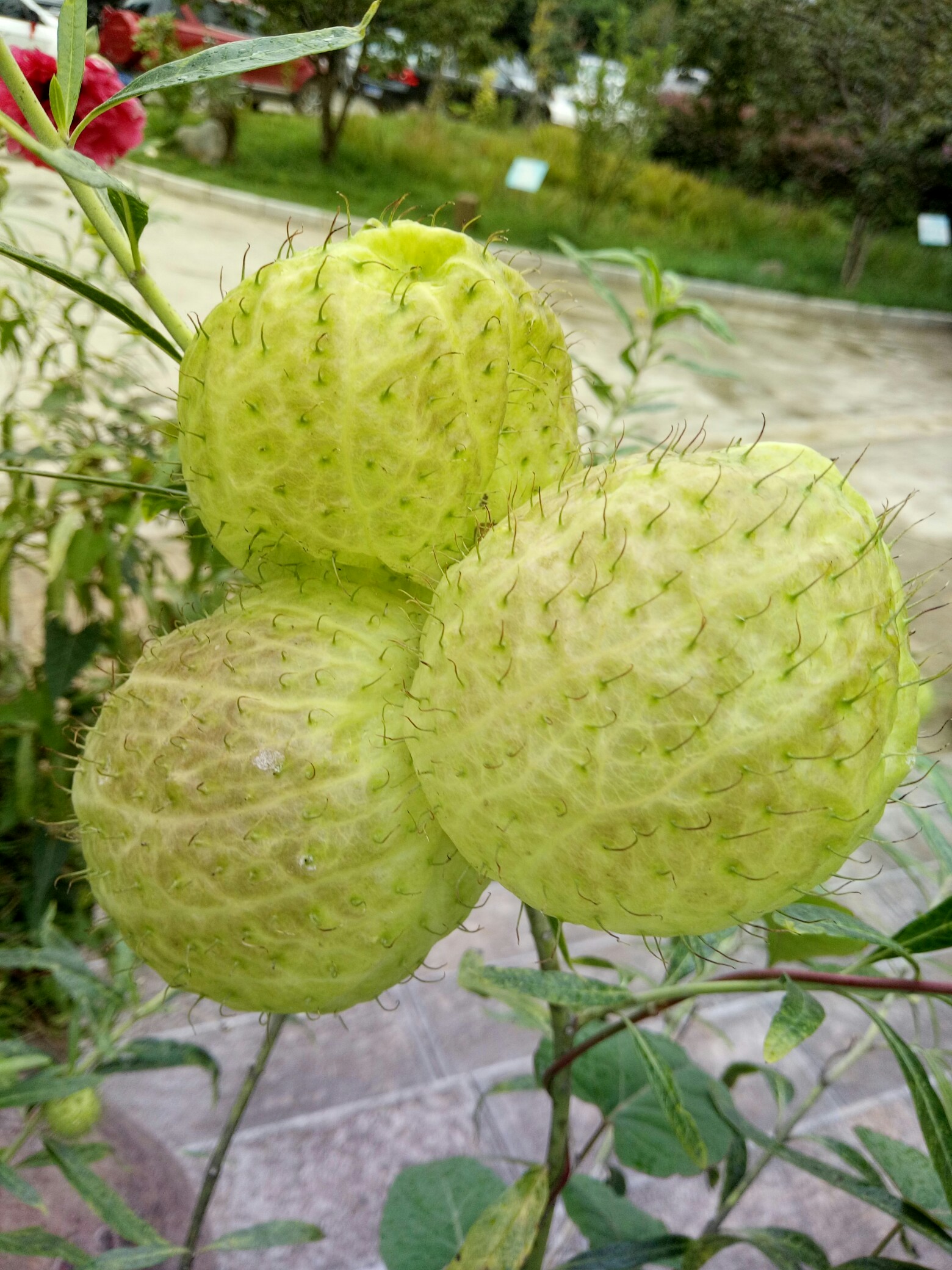 JIUYOUSPORTS-涆骼?d螤迩?羿??焳~M?q?a朔??